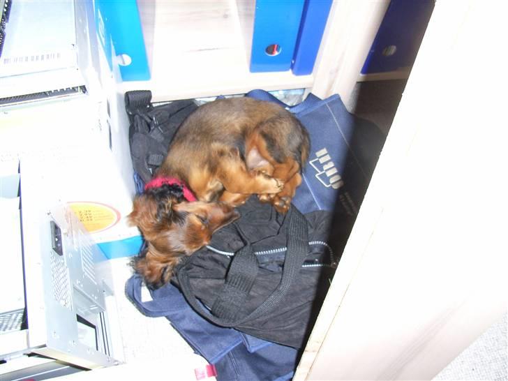 Miniature gravhund Sille - Sille sover på fars tasker på kontoret billede 5