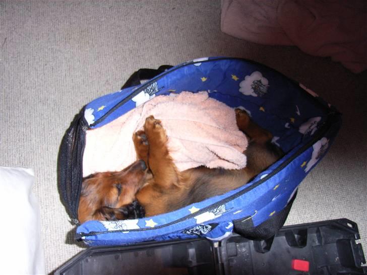 Miniature gravhund Sille - Sille putter i bæretasken billede 6