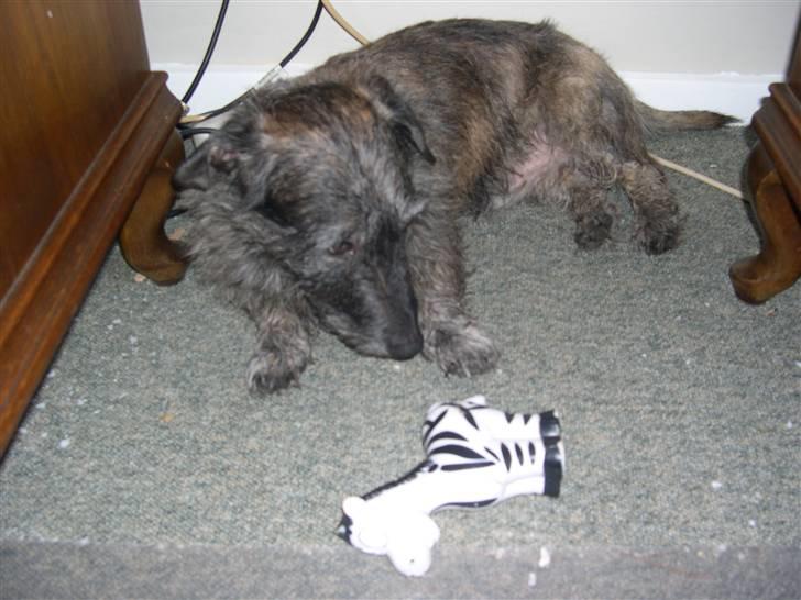 Blanding af racer Rasmus - rasmus med sin bedste ven ZEBRA billede 4