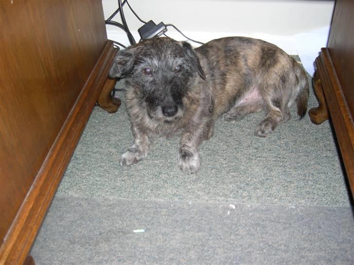 Blanding af racer Rasmus billede 5