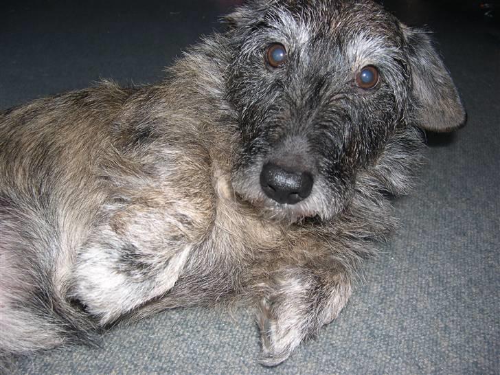 Blanding af racer Rasmus - se lige mig billede 6