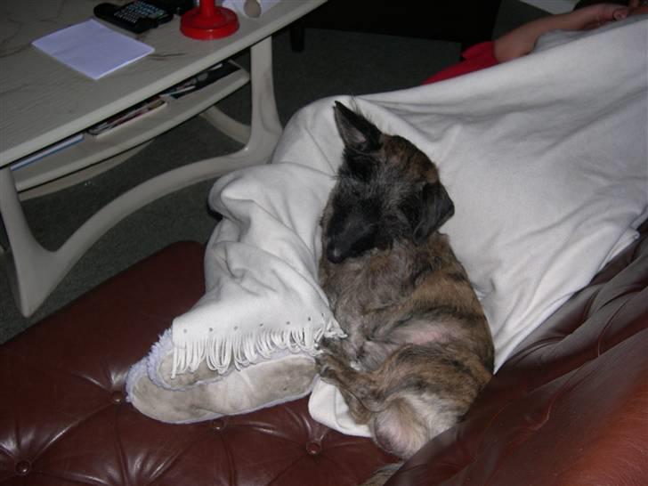 Blanding af racer Rasmus - jaa mor har ikke opdaget mig endnu billede 8