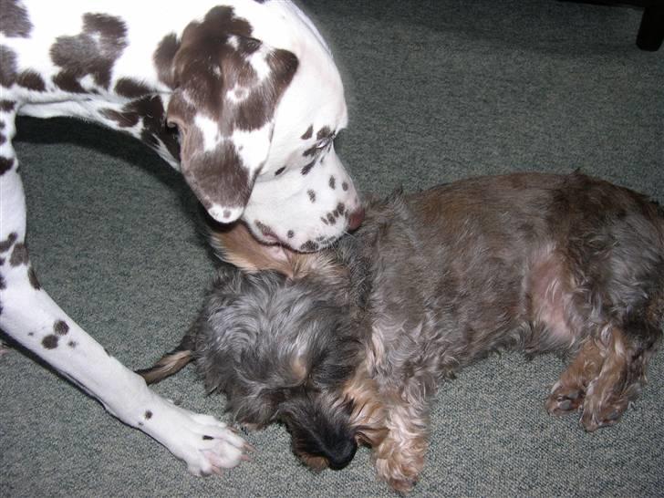 Gravhund Nissebandens Ewald billede 9