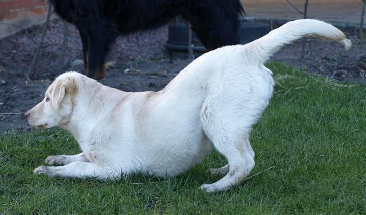 Blanding af racer Neela - Pas på jeg er farlig billede 17