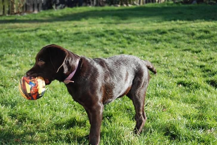 Labrador retriever Molly <33 - I det dejlige vejr d. 07.02.08 billede 16