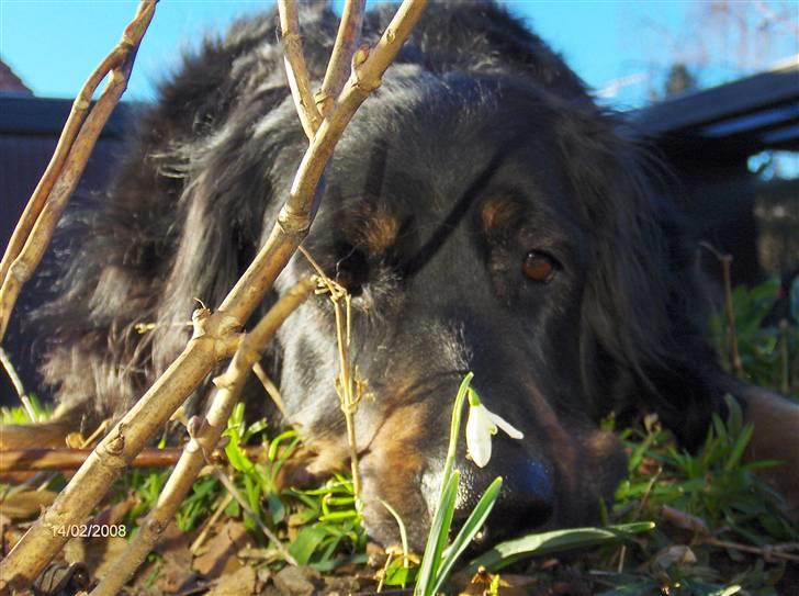 Hovawart Menia -  min tusse billede 5