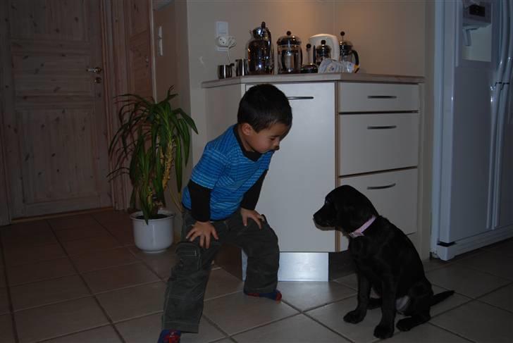 Labrador retriever Molly <33 - Molly og min Lillebror (: billede 17