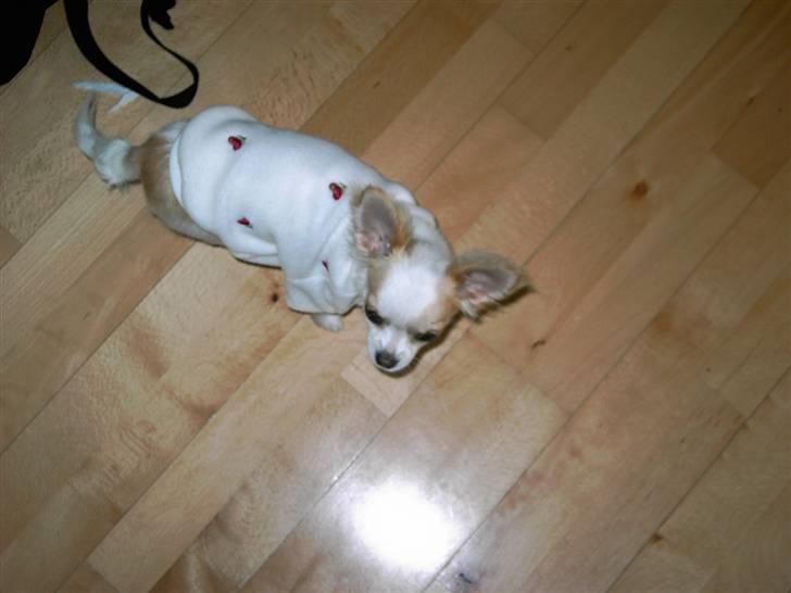 Chihuahua Futte billede 4