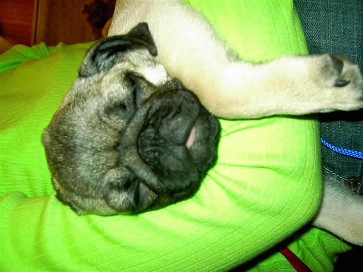 Mops Otte billede 7