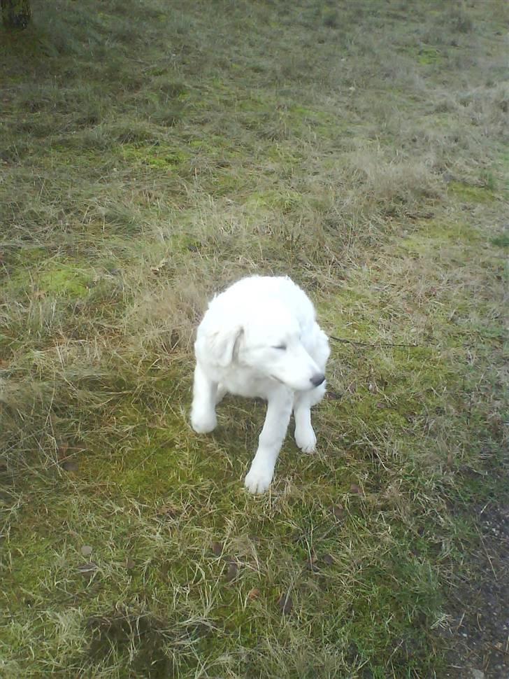 Kuvasz Laika "SOLGT" - I skoven  billede 13