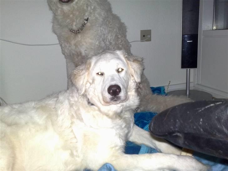 Kuvasz Laika "SOLGT" - I skoven billede 14