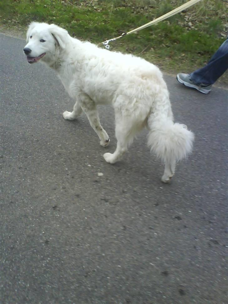 Kuvasz Laika "SOLGT" - På vej hjem fra skoven :) Er ved at være træt billede 15