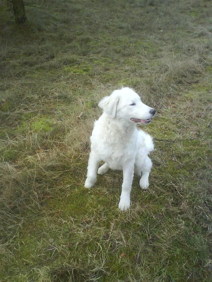 Kuvasz Laika "SOLGT" - I skoven billede 16