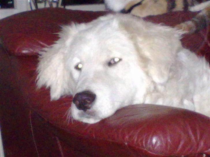 Kuvasz Laika "SOLGT" - I skoven billede 17