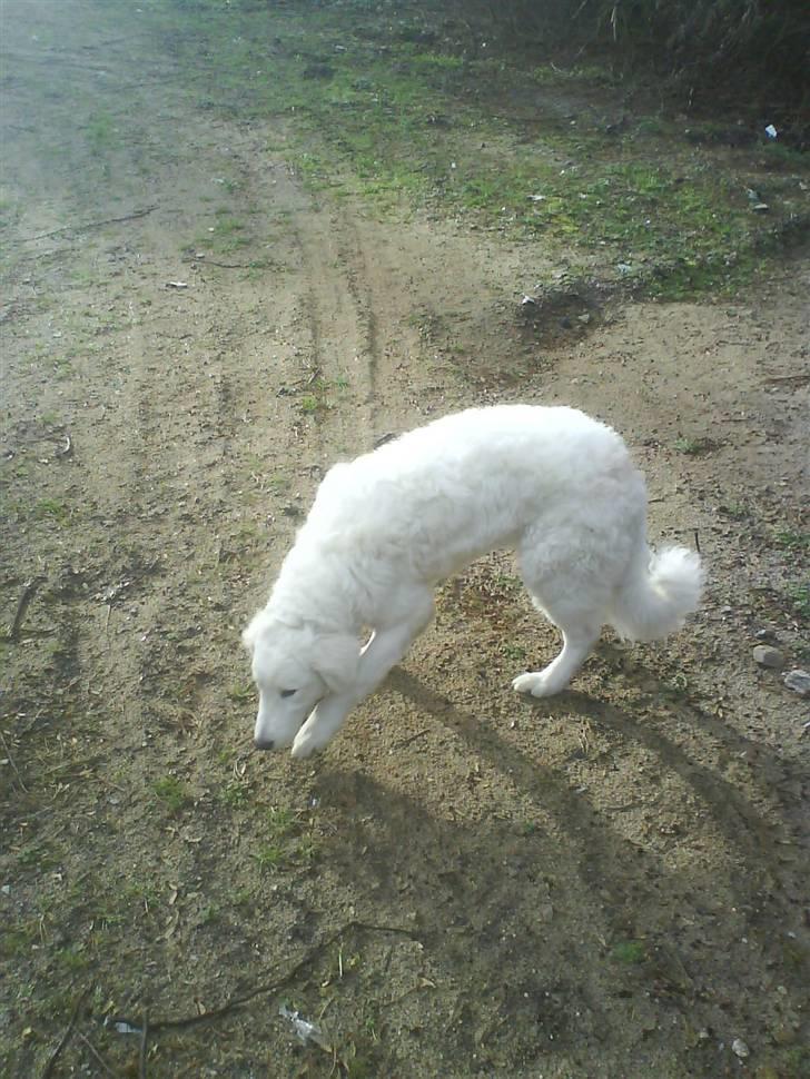 Kuvasz Laika "SOLGT" - I skoven billede 18