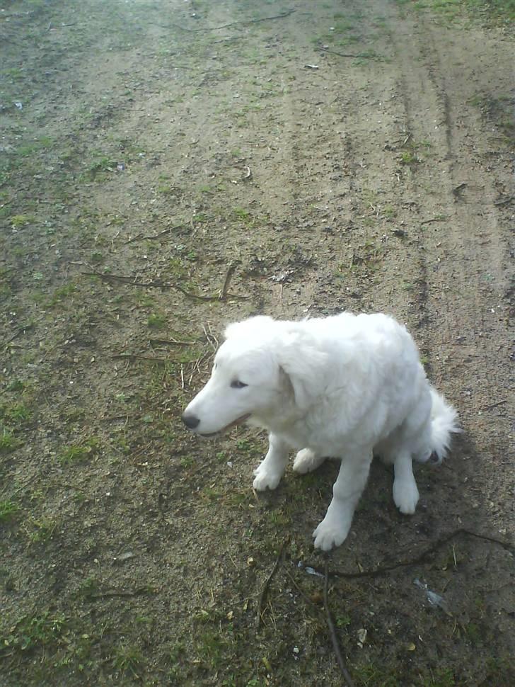 Kuvasz Laika "SOLGT" - I skoven billede 19