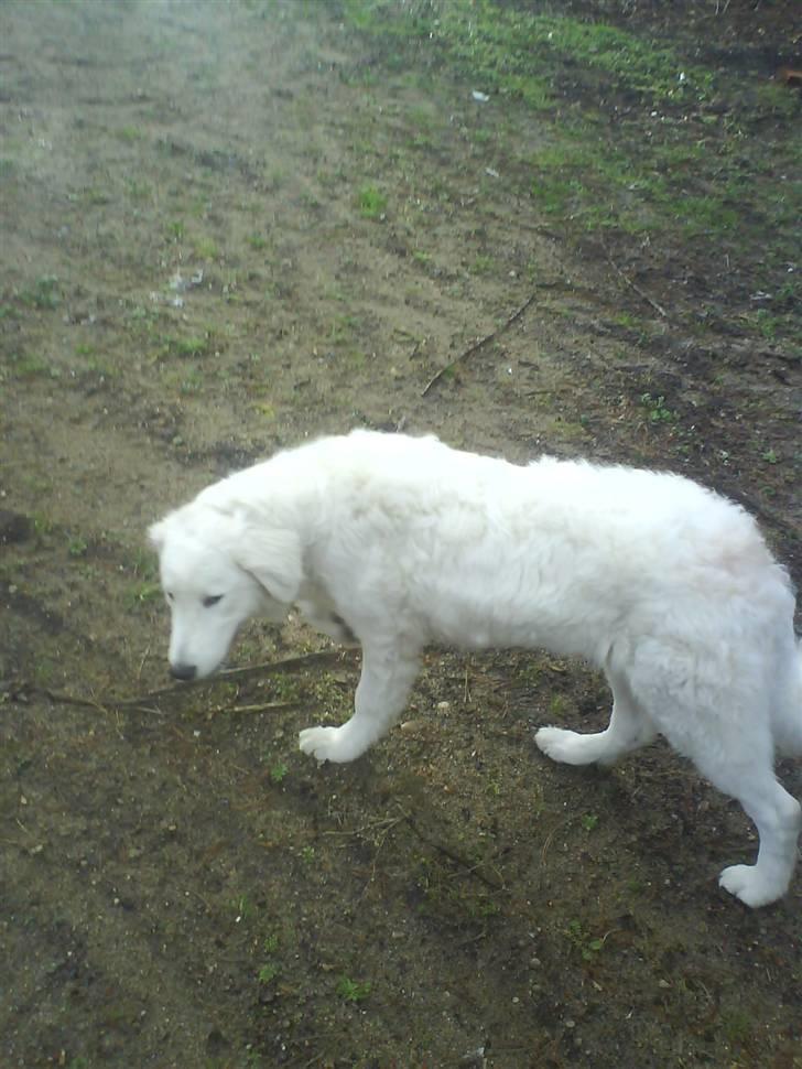 Kuvasz Laika "SOLGT" - I skoven billede 20