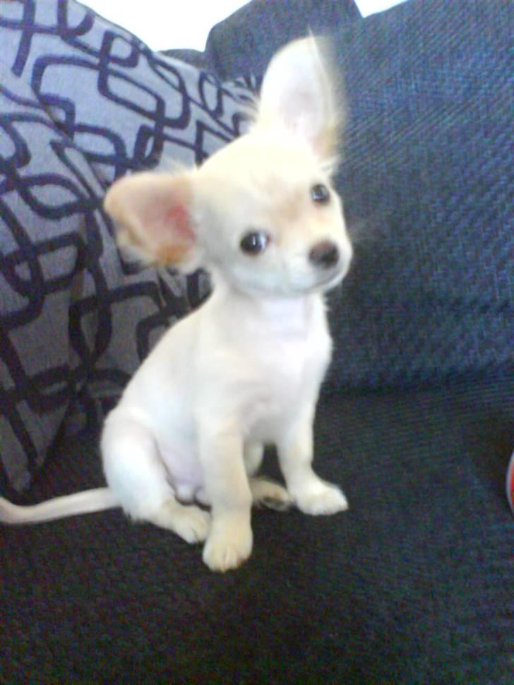 Chihuahua Achilles billede 1