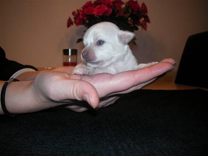 Chihuahua Achilles billede 2