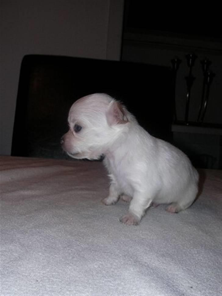 Chihuahua Achilles billede 3