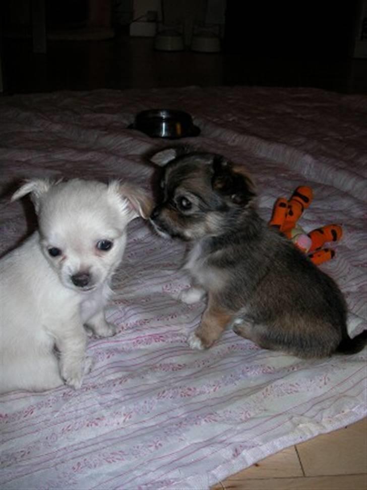 Chihuahua Achilles billede 4