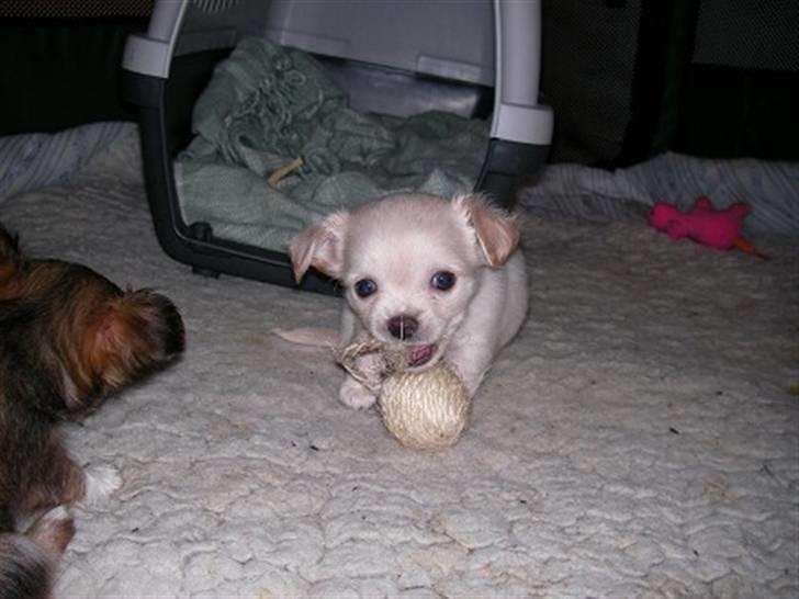 Chihuahua Achilles billede 5