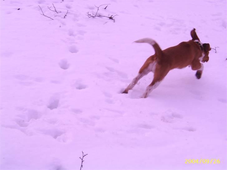 Beagle **Darwin** - Darwin, en vinter hvor det havde sneet billede 12