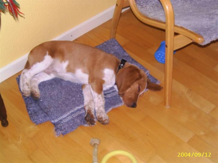 Beagle **Darwin** - Darwin som hvalp billede 13