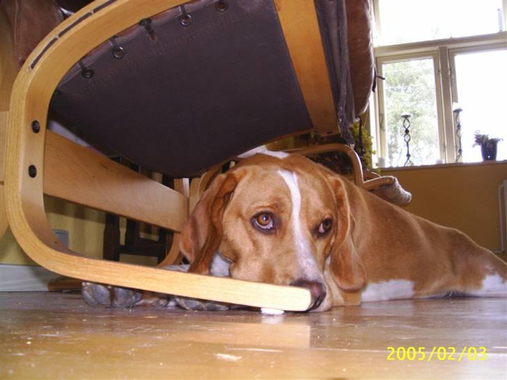 Beagle **Darwin** - Darwin under stolen billede 16