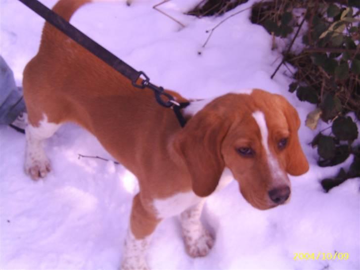 Beagle **Darwin** - Darwin i sneen billede 18