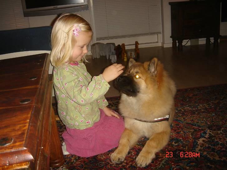 Eurasier Ankerstjernes Dekitta - Kitta elsker at lege med Ida billede 2