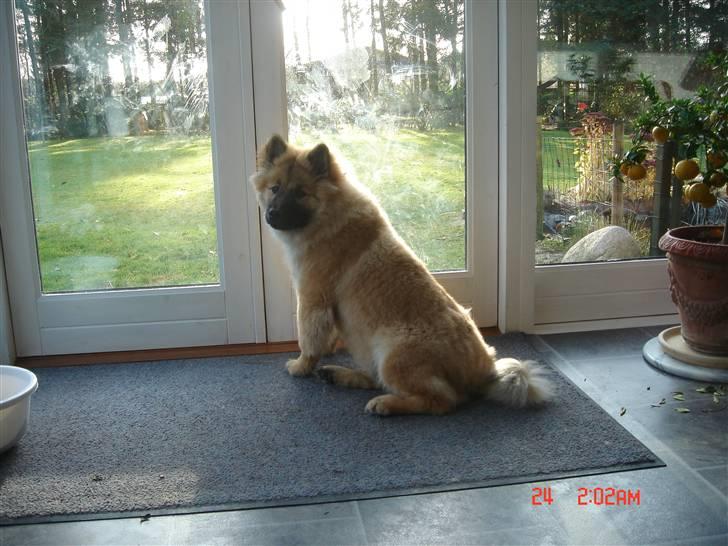 Eurasier Ankerstjernes Dekitta - "Åh mor, må jeg ikke godt komme ud!!" billede 3