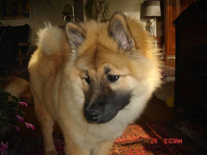 Eurasier Ankerstjernes Dekitta billede 4