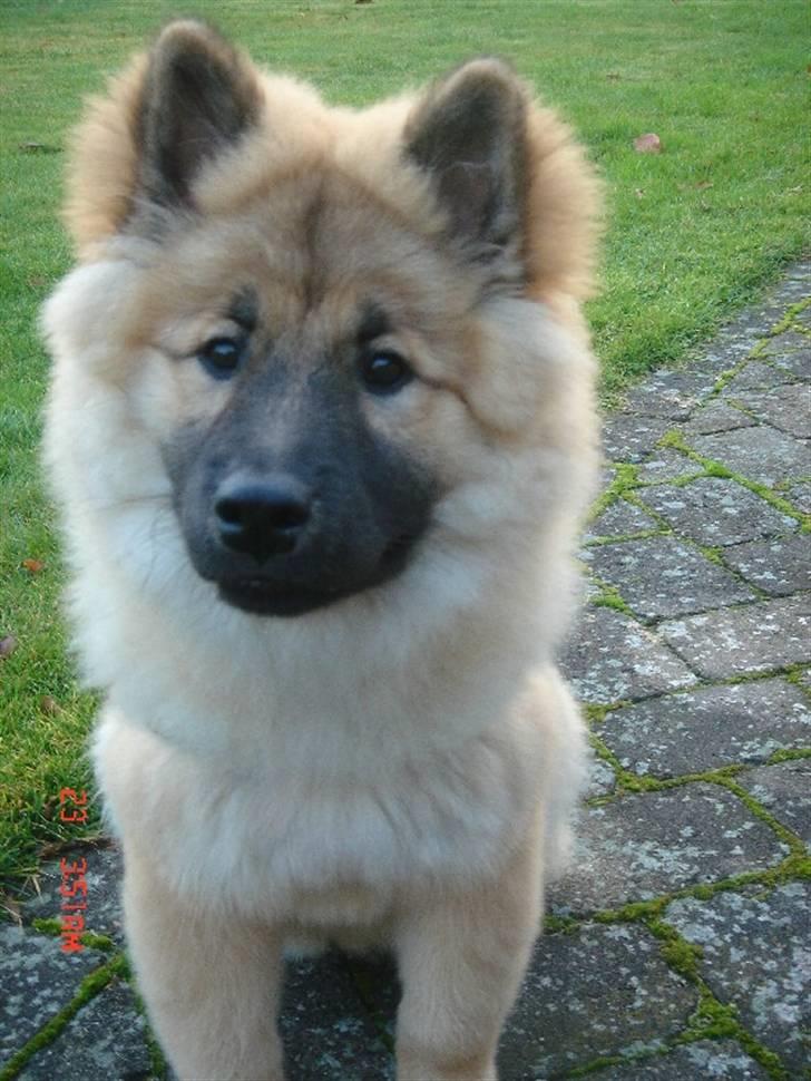 Eurasier Ankerstjernes Dekitta - Kan du se mig!!!!! billede 5