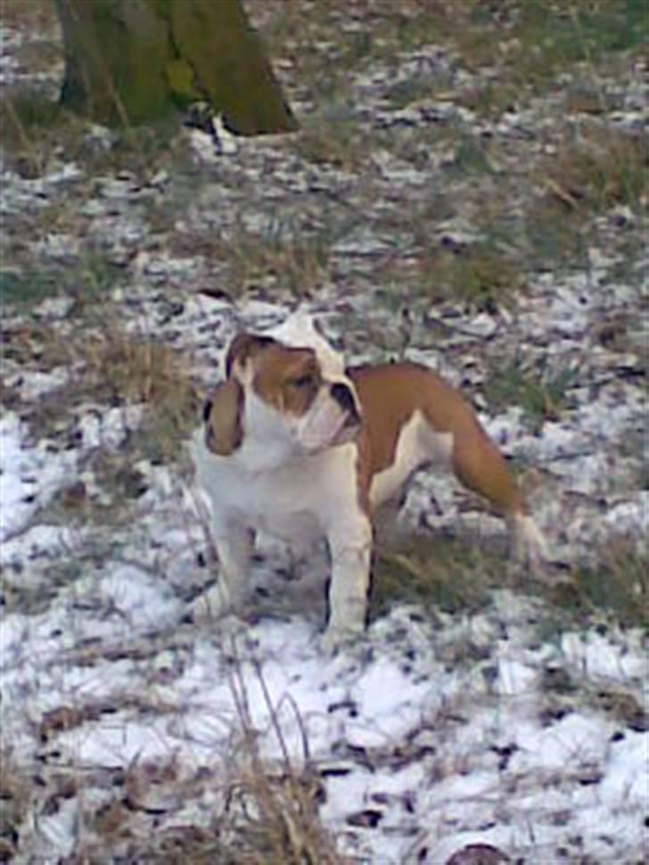 Engelsk bulldog Silas R.I.P - Silas i sneen :D billede 12