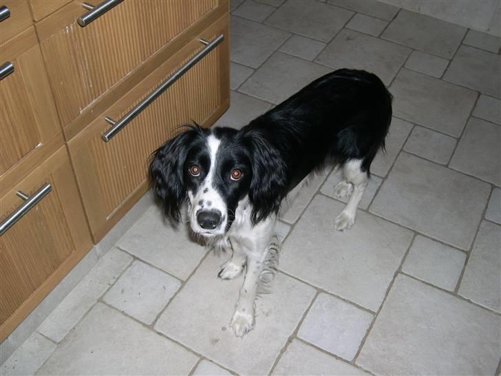 Border collie Daisy - hej emma:-) har du noget til mig billede 19