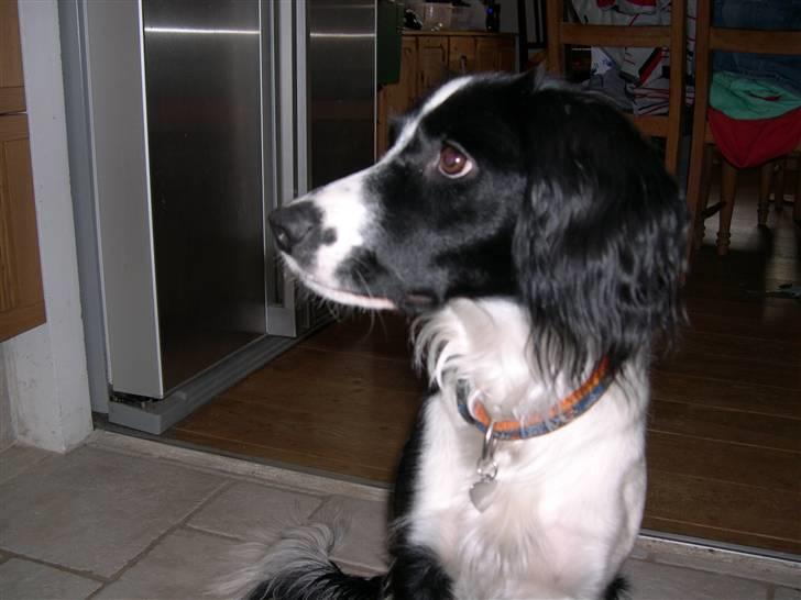 Border collie Daisy - Daisy i love you billede 20