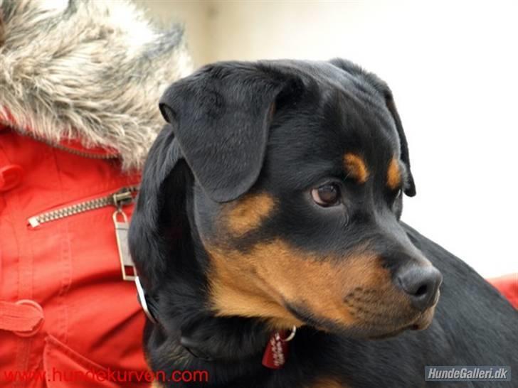 Rottweiler Bimmer 12/8-07 - 6/8-08 - Dejlig, dejlig billede 6