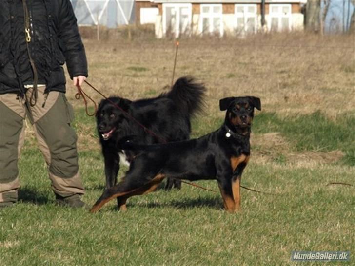 Rottweiler Bimmer 12/8-07 - 6/8-08 - Står jeg ikke bare flot her? billede 8