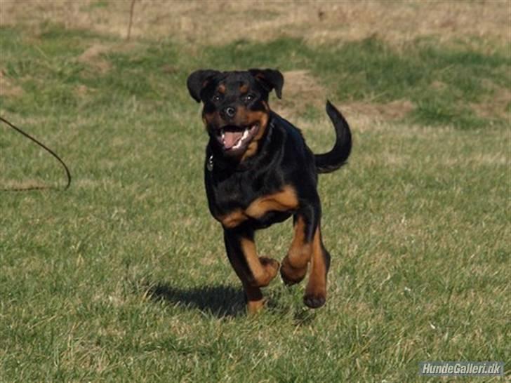 Rottweiler Bimmer 12/8-07 - 6/8-08 - yehaa billede 9