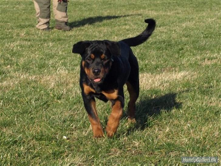 Rottweiler Bimmer 12/8-07 - 6/8-08 - lunter lige lidt afsted. billede 10