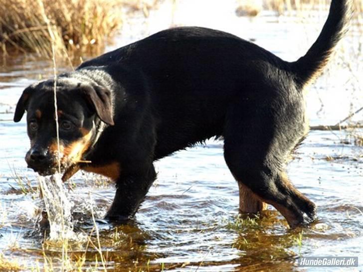 Rottweiler Bimmer 12/8-07 - 6/8-08 - Plasker lige lidt rundt i vandet. billede 12