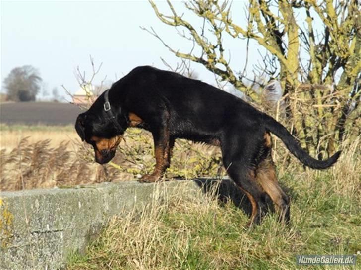 Rottweiler Bimmer 12/8-07 - 6/8-08 - Der er noget spændende der nede! billede 13