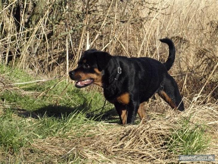 Rottweiler Bimmer 12/8-07 - 6/8-08 - lækker tøs billede 14