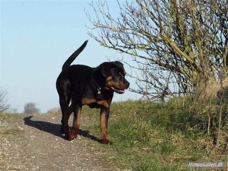 Rottweiler Bimmer 12/8-07 - 6/8-08 - Super billede af hende billede 15