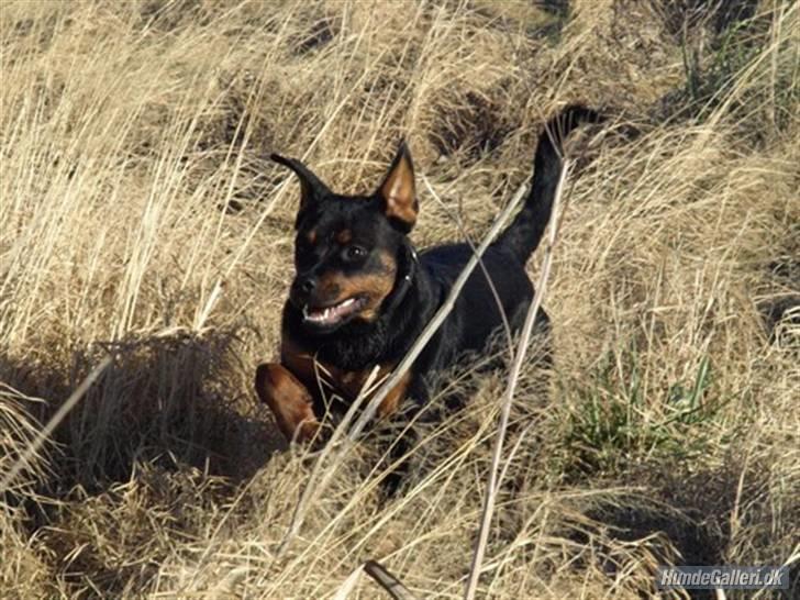 Rottweiler Bimmer 12/8-07 - 6/8-08 - Hvaad, jeg har da normalt hængeører? billede 16