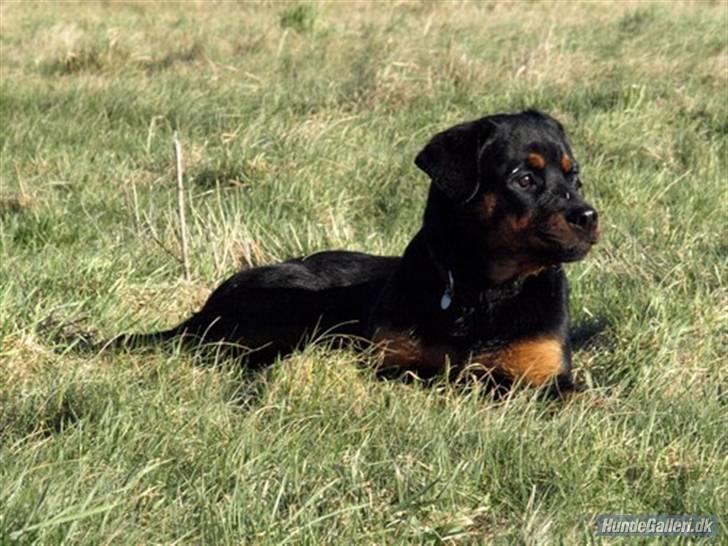 Rottweiler Bimmer 12/8-07 - 6/8-08 - Ligger lige og nyder det gode vejr billede 18