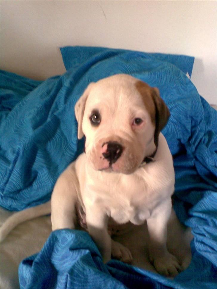Amerikansk bulldog Joey - 8 uger gamle billede 1