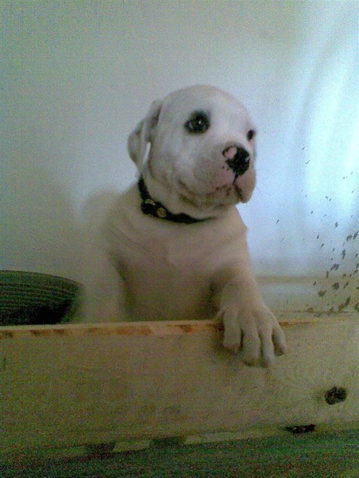 Amerikansk bulldog Joey - Jeg vil altså ikke blive her i gangen. billede 2