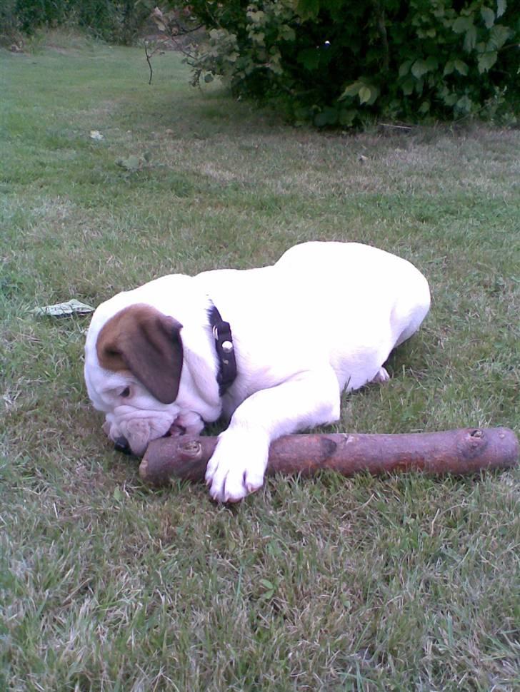 Amerikansk bulldog Joey - lille og tyk. billede 3